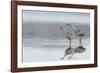 Sandhill Crane Pair Preparing to Take Flight-Ken Archer-Framed Photographic Print