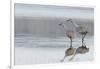 Sandhill Crane Pair Preparing to Take Flight-Ken Archer-Framed Photographic Print