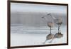 Sandhill Crane Pair Preparing to Take Flight-Ken Archer-Framed Photographic Print