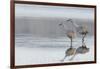 Sandhill Crane Pair Preparing to Take Flight-Ken Archer-Framed Photographic Print