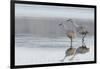 Sandhill Crane Pair Preparing to Take Flight-Ken Archer-Framed Photographic Print