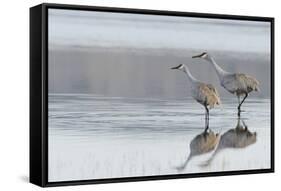 Sandhill Crane Pair Preparing to Take Flight-Ken Archer-Framed Stretched Canvas