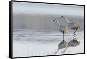 Sandhill Crane Pair Preparing to Take Flight-Ken Archer-Framed Stretched Canvas