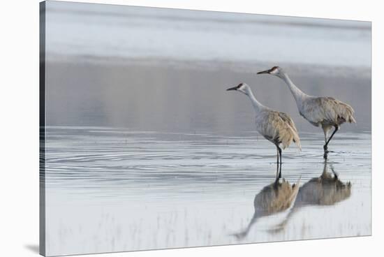 Sandhill Crane Pair Preparing to Take Flight-Ken Archer-Stretched Canvas