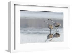 Sandhill Crane Pair Preparing to Take Flight-Ken Archer-Framed Photographic Print