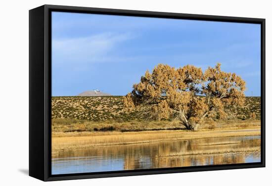 Sandhill Crane Pond, Bosque Del Apache National Wildlife Refuge, New Mexico-Maresa Pryor-Framed Stretched Canvas