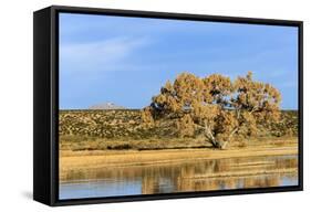 Sandhill Crane Pond, Bosque Del Apache National Wildlife Refuge, New Mexico-Maresa Pryor-Framed Stretched Canvas