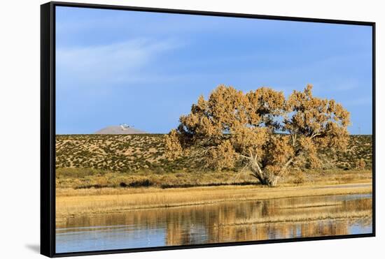 Sandhill Crane Pond, Bosque Del Apache National Wildlife Refuge, New Mexico-Maresa Pryor-Framed Stretched Canvas