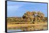 Sandhill Crane Pond, Bosque Del Apache National Wildlife Refuge, New Mexico-Maresa Pryor-Framed Stretched Canvas