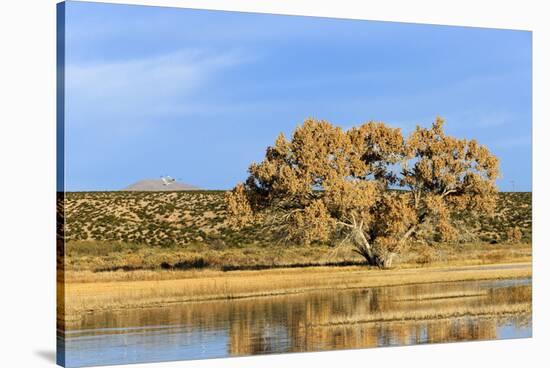 Sandhill Crane Pond, Bosque Del Apache National Wildlife Refuge, New Mexico-Maresa Pryor-Stretched Canvas