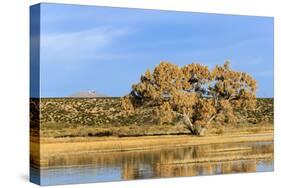 Sandhill Crane Pond, Bosque Del Apache National Wildlife Refuge, New Mexico-Maresa Pryor-Stretched Canvas