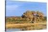 Sandhill Crane Pond, Bosque Del Apache National Wildlife Refuge, New Mexico-Maresa Pryor-Stretched Canvas