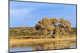 Sandhill Crane Pond, Bosque Del Apache National Wildlife Refuge, New Mexico-Maresa Pryor-Mounted Photographic Print