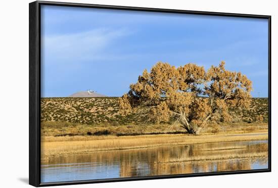 Sandhill Crane Pond, Bosque Del Apache National Wildlife Refuge, New Mexico-Maresa Pryor-Framed Photographic Print