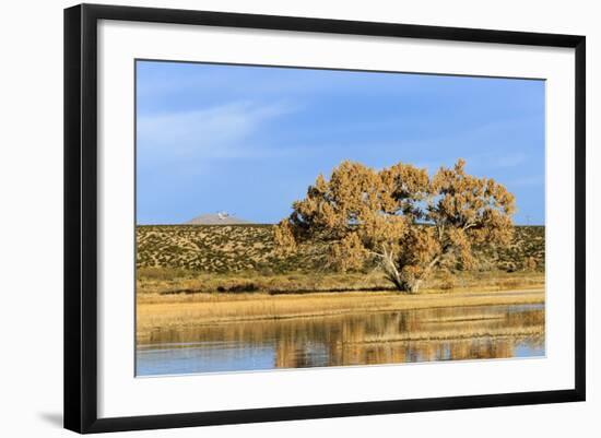 Sandhill Crane Pond, Bosque Del Apache National Wildlife Refuge, New Mexico-Maresa Pryor-Framed Photographic Print