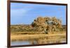 Sandhill Crane Pond, Bosque Del Apache National Wildlife Refuge, New Mexico-Maresa Pryor-Framed Photographic Print