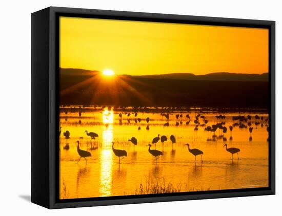 Sandhill Crane Sunrise, Bosque del Apache, New Mexico, USA-Rob Tilley-Framed Stretched Canvas