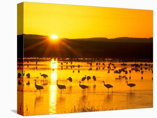 Sandhill Crane Sunrise, Bosque del Apache, New Mexico, USA-Rob Tilley-Stretched Canvas