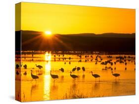 Sandhill Crane Sunrise, Bosque del Apache, New Mexico, USA-Rob Tilley-Stretched Canvas