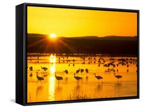 Sandhill Crane Sunrise, Bosque del Apache, New Mexico, USA-Rob Tilley-Framed Stretched Canvas