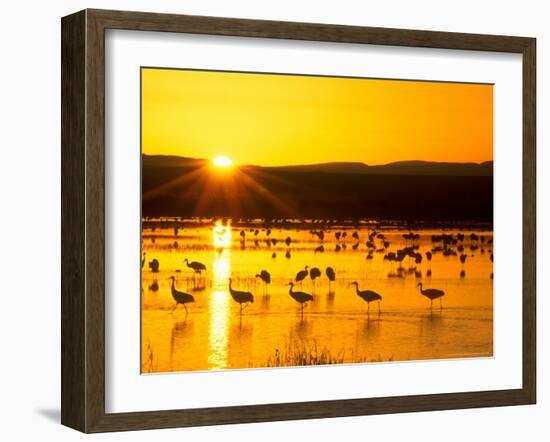 Sandhill Crane Sunrise, Bosque del Apache, New Mexico, USA-Rob Tilley-Framed Photographic Print