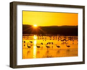 Sandhill Crane Sunrise, Bosque del Apache, New Mexico, USA-Rob Tilley-Framed Photographic Print