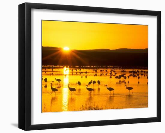 Sandhill Crane Sunrise, Bosque del Apache, New Mexico, USA-Rob Tilley-Framed Photographic Print