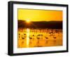 Sandhill Crane Sunrise, Bosque del Apache, New Mexico, USA-Rob Tilley-Framed Photographic Print