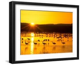Sandhill Crane Sunrise, Bosque del Apache, New Mexico, USA-Rob Tilley-Framed Photographic Print
