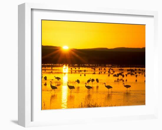 Sandhill Crane Sunrise, Bosque del Apache, New Mexico, USA-Rob Tilley-Framed Photographic Print