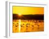 Sandhill Crane Sunrise, Bosque del Apache, New Mexico, USA-Rob Tilley-Framed Photographic Print