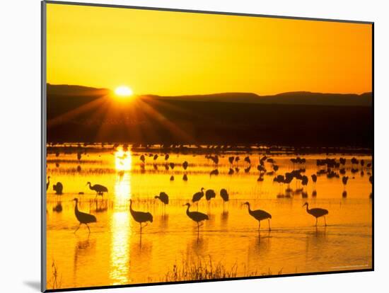 Sandhill Crane Sunrise, Bosque del Apache, New Mexico, USA-Rob Tilley-Mounted Photographic Print