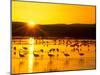 Sandhill Crane Sunrise, Bosque del Apache, New Mexico, USA-Rob Tilley-Mounted Photographic Print