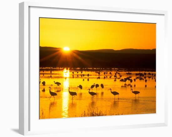 Sandhill Crane Sunrise, Bosque del Apache, New Mexico, USA-Rob Tilley-Framed Photographic Print