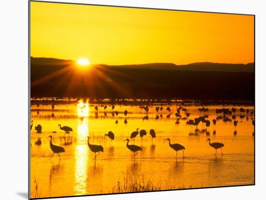 Sandhill Crane Sunrise, Bosque del Apache, New Mexico, USA-Rob Tilley-Mounted Photographic Print