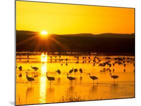 Sandhill Crane Sunrise, Bosque del Apache, New Mexico, USA-Rob Tilley-Mounted Photographic Print