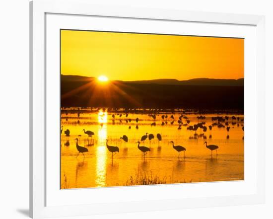 Sandhill Crane Sunrise, Bosque del Apache, New Mexico, USA-Rob Tilley-Framed Photographic Print