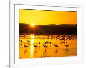 Sandhill Crane Sunrise, Bosque del Apache, New Mexico, USA-Rob Tilley-Framed Photographic Print