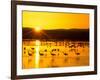 Sandhill Crane Sunrise, Bosque del Apache, New Mexico, USA-Rob Tilley-Framed Photographic Print