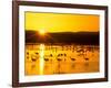 Sandhill Crane Sunrise, Bosque del Apache, New Mexico, USA-Rob Tilley-Framed Photographic Print