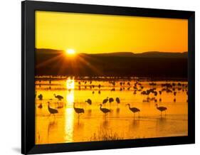 Sandhill Crane Sunrise, Bosque del Apache, New Mexico, USA-Rob Tilley-Framed Photographic Print