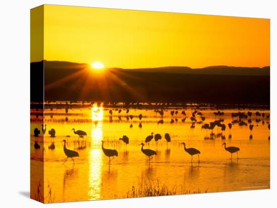 Sandhill Crane Sunrise, Bosque del Apache, New Mexico, USA-Rob Tilley-Stretched Canvas