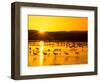 Sandhill Crane Sunrise, Bosque del Apache, New Mexico, USA-Rob Tilley-Framed Photographic Print