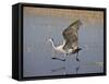 Sandhill Crane Taking Off, Bosque Del Apache National Wildlife Refuge-James Hager-Framed Stretched Canvas