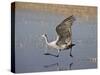 Sandhill Crane Taking Off, Bosque Del Apache National Wildlife Refuge-James Hager-Stretched Canvas