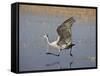Sandhill Crane Taking Off, Bosque Del Apache National Wildlife Refuge-James Hager-Framed Stretched Canvas
