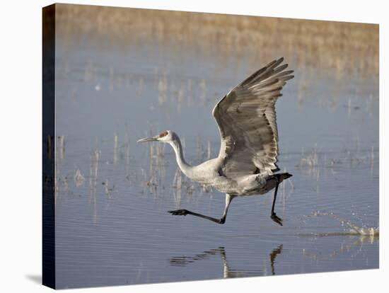 Sandhill Crane Taking Off, Bosque Del Apache National Wildlife Refuge-James Hager-Stretched Canvas