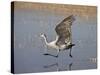 Sandhill Crane Taking Off, Bosque Del Apache National Wildlife Refuge-James Hager-Stretched Canvas