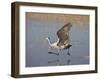 Sandhill Crane Taking Off, Bosque Del Apache National Wildlife Refuge-James Hager-Framed Premium Photographic Print