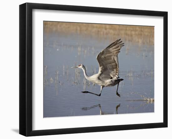 Sandhill Crane Taking Off, Bosque Del Apache National Wildlife Refuge-James Hager-Framed Premium Photographic Print